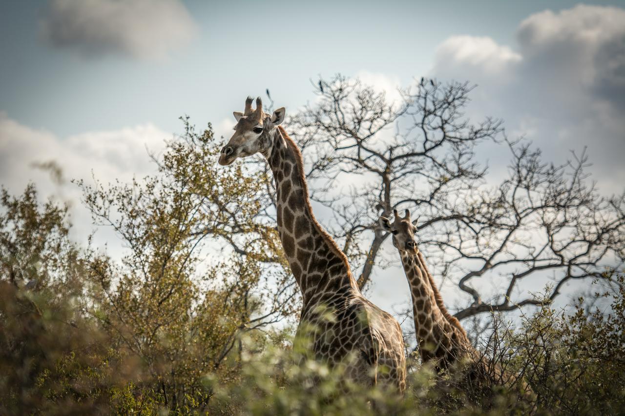 Garonga Safari Villa Makalali Game Reserve Exterior photo